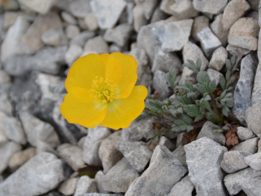 Papaver alpinum / Papavero alpino